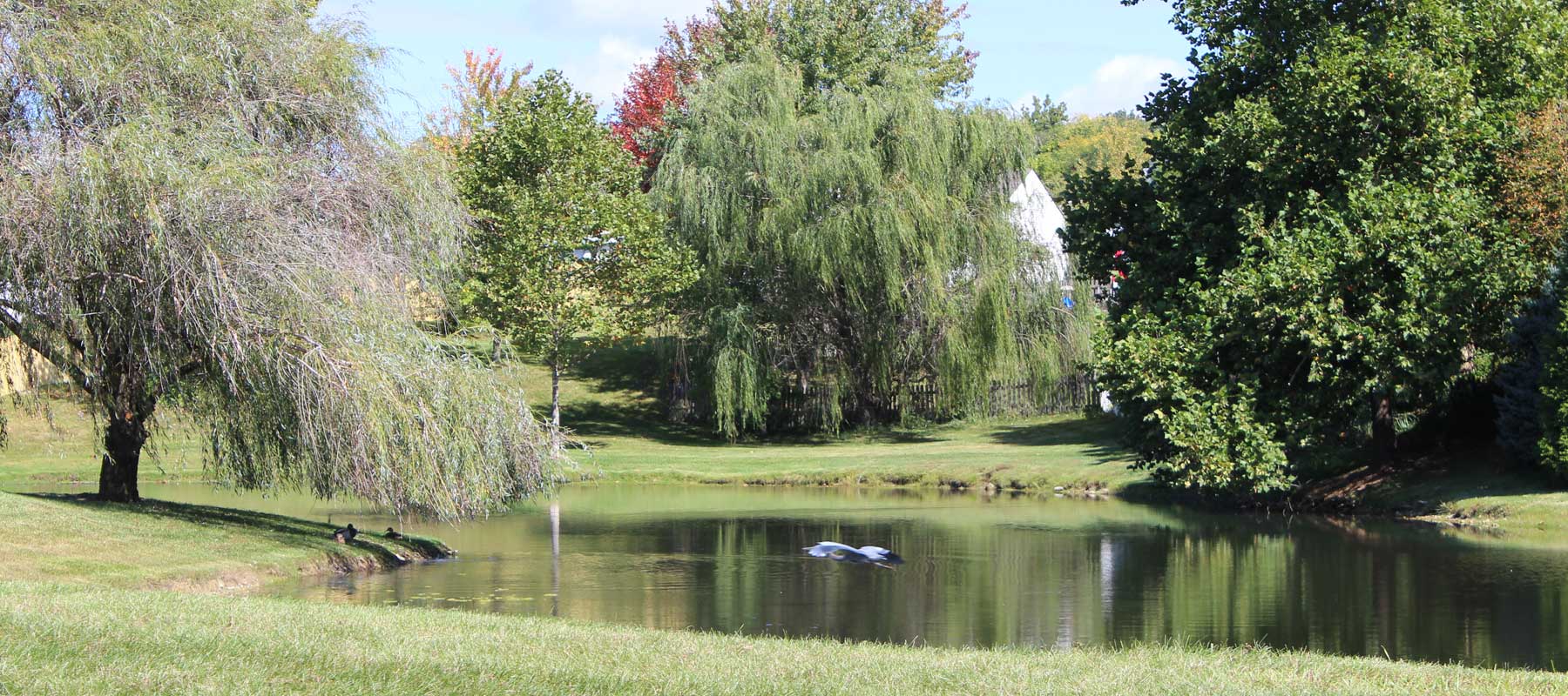 Pond with birds in Gateway, Dayton OH