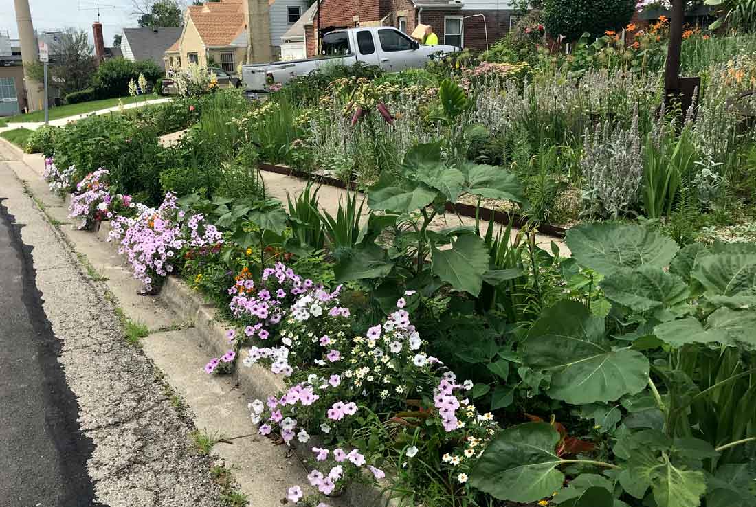 plants in Fairview neighborhood, Dayton OH